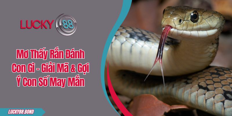 Mơ Thấy Rắn Đánh Con Gì - Giải Mã & Gợi Ý Con Số May Mắn